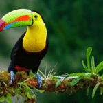 Keindahan Dan Kecerdasan Burung Toucan Gacor Yang Memikat