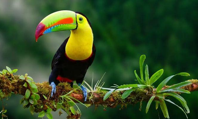 Keindahan Dan Kecerdasan Burung Toucan Gacor Yang Memikat