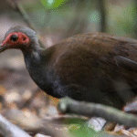 Mengenal Dunia Jual Beli Burung Gacor Gosong Tanimbar