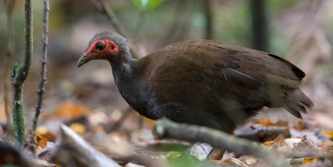 Mengenal Dunia Jual Beli Burung Gacor Gosong Tanimbar