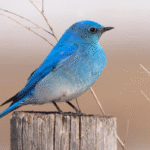 Keanggunan Burung Gacor Mountain Bluebird sebagai Inspirasi