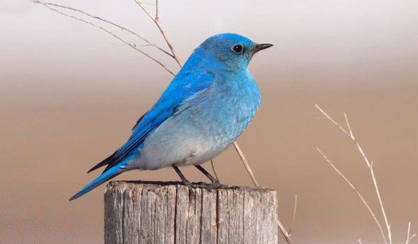 Keanggunan Burung Gacor Mountain Bluebird sebagai Inspirasi