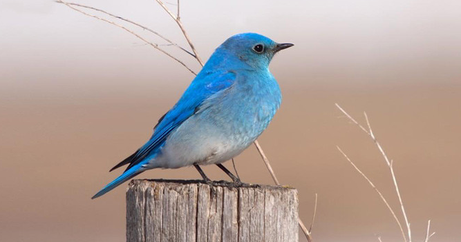 Keanggunan Burung Gacor Mountain Bluebird sebagai Inspirasi