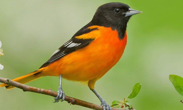 Mengenal Pasar Jual Beli Burung Baltimore Oriole