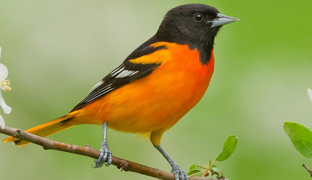 Mengenal Pasar Jual Beli Burung Baltimore Oriole
