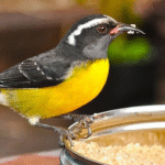 Bananaquit Dan Pengalaman Merawat Burung Kecil Yang Selalu Gacor