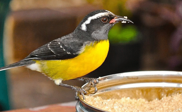 Bananaquit Dan Pengalaman Merawat Burung Kecil Yang Selalu Gacor