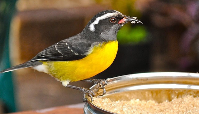 Bananaquit Dan Pengalaman Merawat Burung Kecil Yang Selalu Gacor