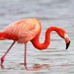 Menelusuri Dunia Jual Beli Burung Flamingo Terpercaya Di Indonesia