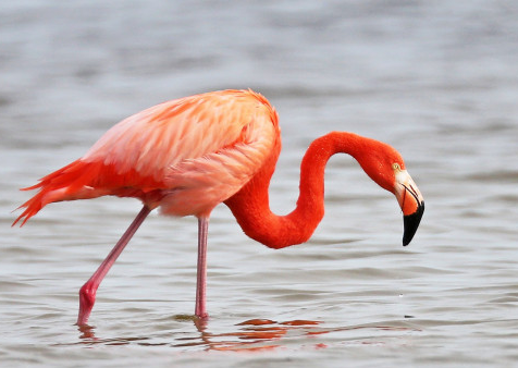Menelusuri Dunia Jual Beli Burung Flamingo Terpercaya Di Indonesia