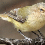 Suara Burung Weebill Yang Menjadi Incaran Pecinta Burung Gacor