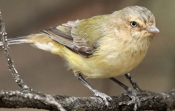 Suara Burung Weebill Yang Menjadi Incaran Pecinta Burung Gacor