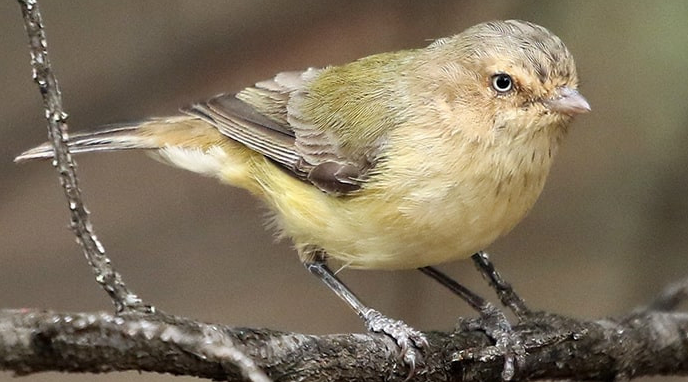 Suara Burung Weebill Yang Menjadi Incaran Pecinta Burung Gacor