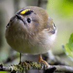 Panduan Merawat Burung Goldcrest Gacor Untuk Pemula