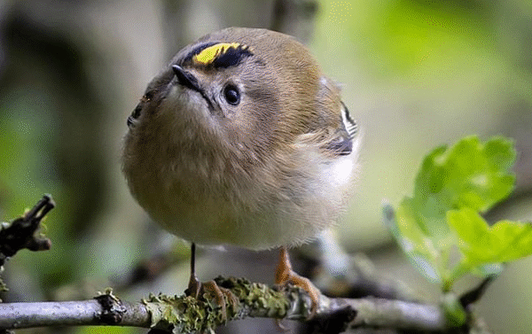 Panduan Merawat Burung Goldcrest Gacor Untuk Pemula