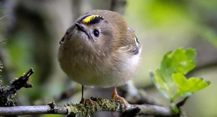 Panduan Merawat Burung Goldcrest Gacor Untuk Pemula