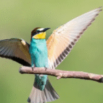 Burung Kicau Gacor Terbaik Yang Mudah Dipelihara