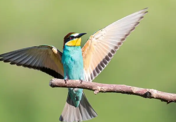 Burung Kicau Gacor Terbaik Yang Mudah Dipelihara