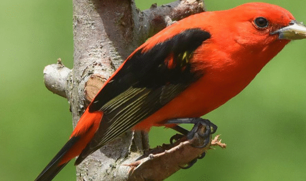 Menelusuri Tren Jual Beli Burung Scarlet Gacor Yang Semakin Diminati