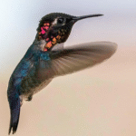 Keajaiban Mini Di Alam Liar Burung Kolibri Lebah Yang Menginspirasi