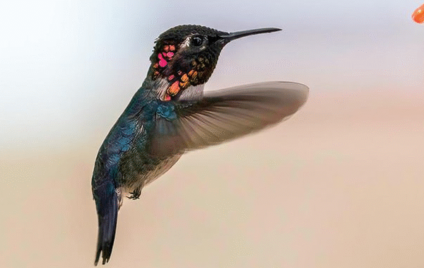 Keajaiban Mini Di Alam Liar Burung Kolibri Lebah Yang Menginspirasi