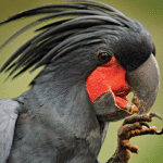 Keindahan Dan Nilai Eksotis Jual Beli Burung Gacor Kakatua Raja