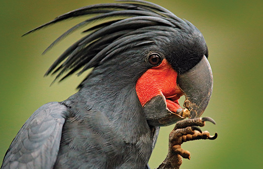 Keindahan Dan Nilai Eksotis Jual Beli Burung Gacor Kakatua Raja